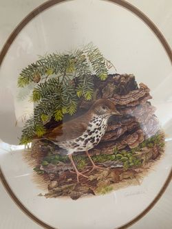 Wood thrush bird Whitlatch art reg  edition print