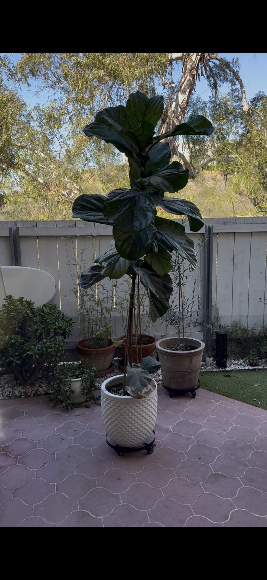Fiddle Leaf Fig