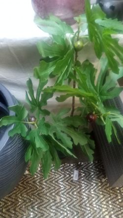New artificial silk tree