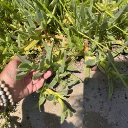 Ground Cover 