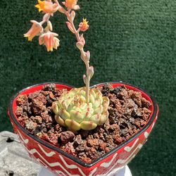 Heart Shape Ceramic With Succulent 