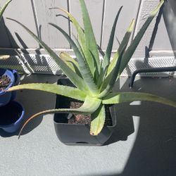 Large Aloe Vera Plant Obo