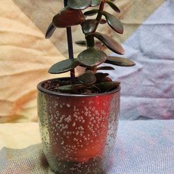 Lucky Mini Jade Succulent 