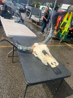 Bull skull