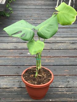 $12 Monstera/Shade plant