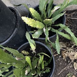 Beautiful Orchid Cacti  Epiphyllums Flower Plant