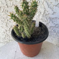 4 Inch Pot Cactus Plant - California Native - Many Fingers - Cylindropuntia Imbricata - Candelabrum Cactus - Drought Resistant -🌵