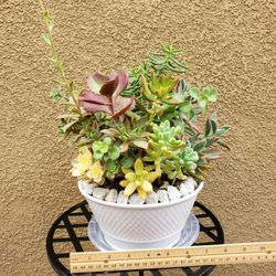 Succulent Arrangements