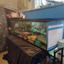 Fish Tank Huge 