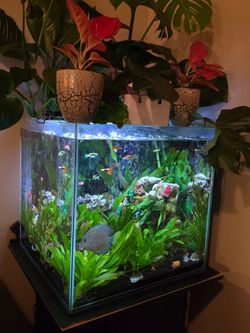 35 gallon cubed rimless aquarium