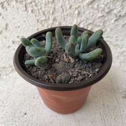 3 Inch Pot Succulent Plant - Sedum Pachyphyllum Rose -Jelly Beans - Rooted & Established Plant - Drought Resistant - 🪴