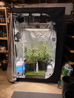 Full grow system, spider farmer light