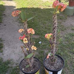 CORONA de CRISTO DREAMLAND PLANT