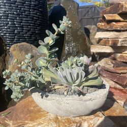 Live Indoor/Outdoor Succulents in Handmade Cement Planter