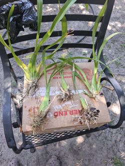 Orchid Pups/cuttings Yellow With Brown