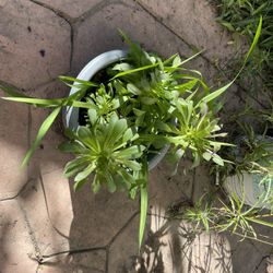 Gorgeous Green Plant