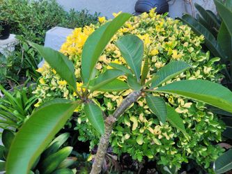 Tall plumeria plant in 1 gal black nursery pot