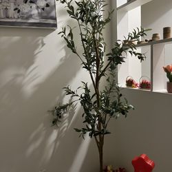 Olive Tree