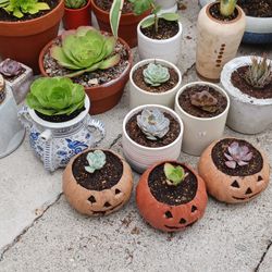 Succulent With Pots For Sale