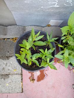 Tropical Mexican milkweed plant