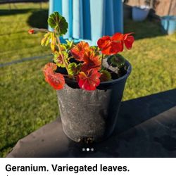 Geraniums