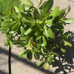 Jade Tree