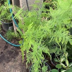 1 Gal Asparagus Fern Plant