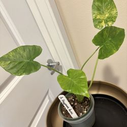 Variegated Alocasia Gageana Aurea
