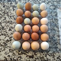 Pasture Free Organic Eggs 🍳 Fertile Ready To Incubate Also Have Chickie's 