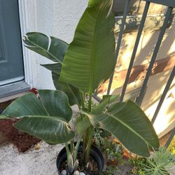 Giant Bird Of Paradise 