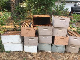 Bee hives