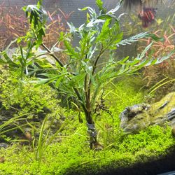 Hygrophila Pinnatifida Large Bundle! Live Aquarium Plant For Fish Tanks