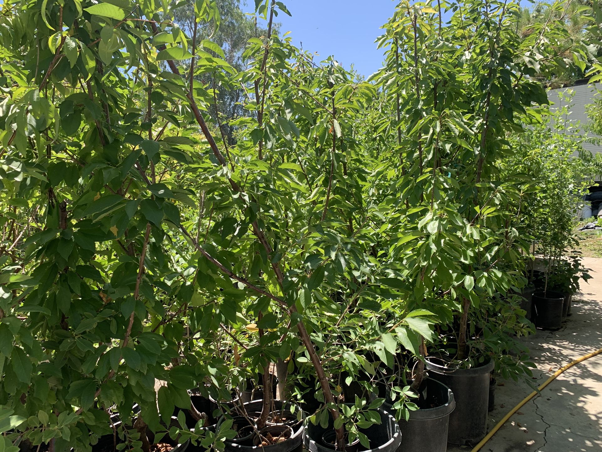 Cherry Trees 15 Gallon 50$ Each