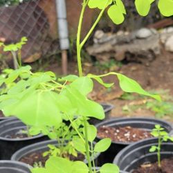 Moringa Plant In 1 Gallon Pot. Pick Up