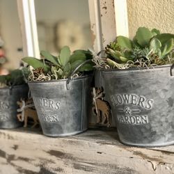 Beautiful Succulents