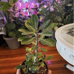 Desert Rose Plant!! $20