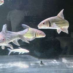 400 gallon fish tank