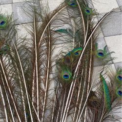 Plumas De Paborial