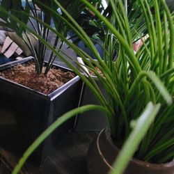 Fake Plants In Nice Pots Artificial Faux Plantas