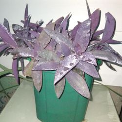 Purple Heart 💜Plants 