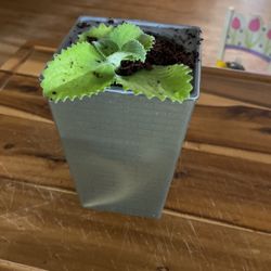 Self Watering Planters 4 Pack NEW