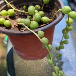 String Of Pearls Plant