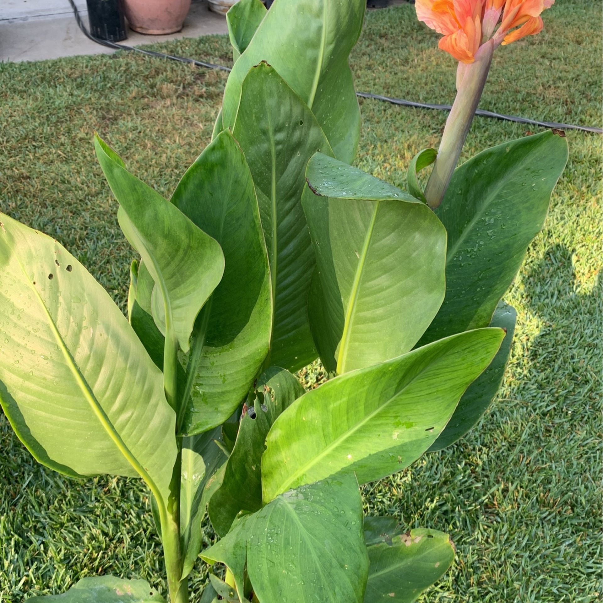 planta de Coyol matizado
