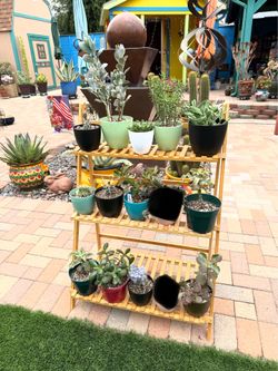 A Variety of Succulent Plants