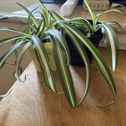 Spider Plant Babies