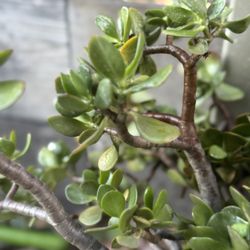 Jade Succulent Plant 