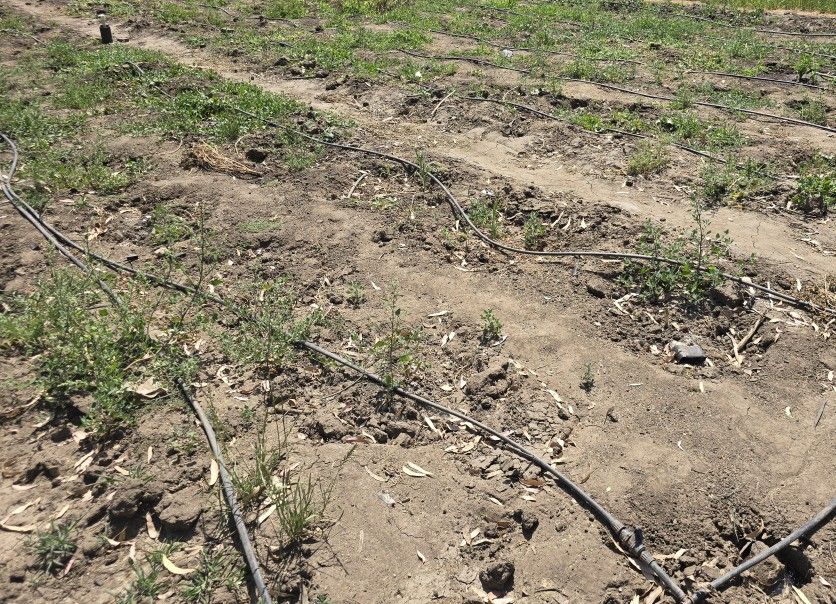 Crop Irrigation Drip Tubing Setup