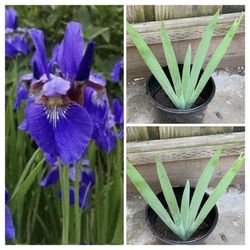 Purple iris plant in 1 gallon pot 