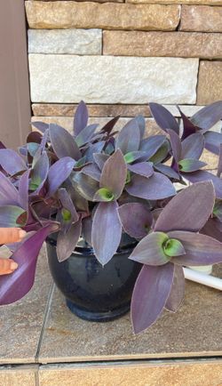 Plant and flower pot