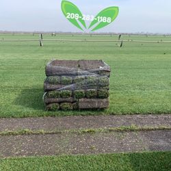 Best QUALITY Sod 